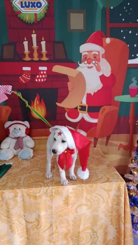 cachorro de 8meses