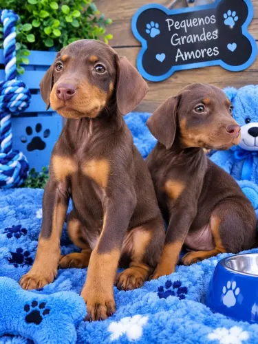 Doberman machos 
