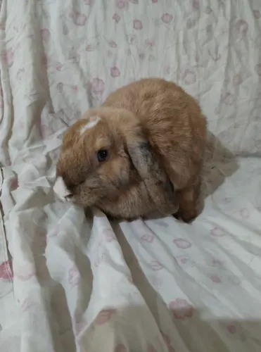 Coelha mini lop arlequim com olho azul