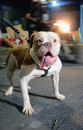 Mhundico - Buldogue English 