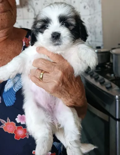 Filhotes de Lhasa Apso