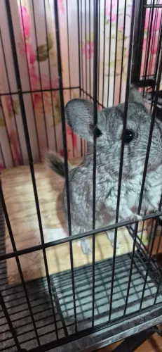 Chinchila Macho filhote