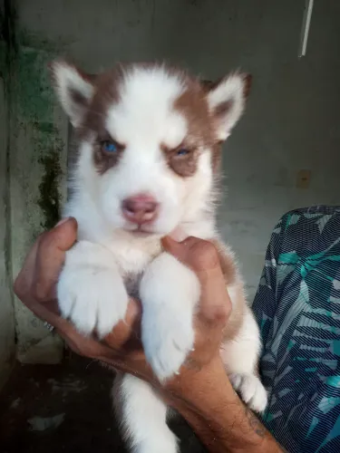 FILHOTE DE RUSK SIBERIANO