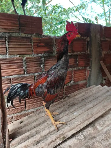 Galo carioca body inglês 