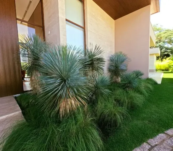 mudas da planta youcca rostrata