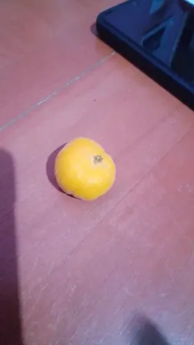 Vendo muda de uvalha 