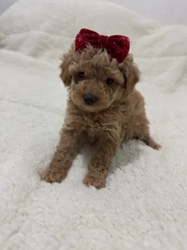 Poodle Toy Red  - Charmoso e Adorável Entregamos hj 