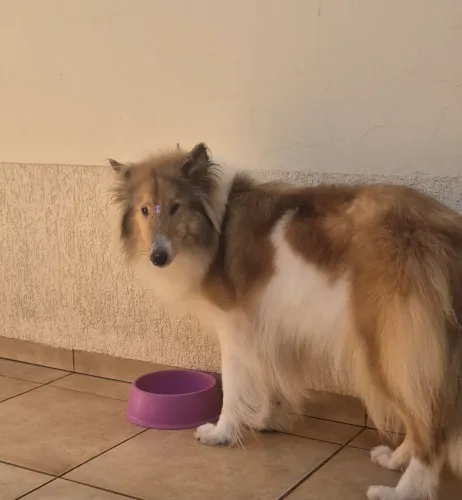 Doação Rough collie femea 