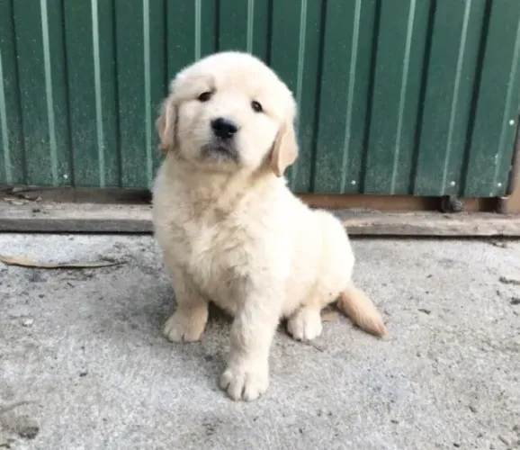 Golden Retriever bem parrudos e fortes, *