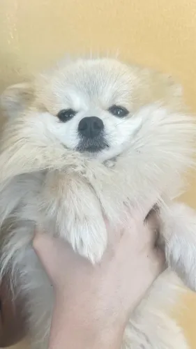 Lulu Branco - Macho 1ano