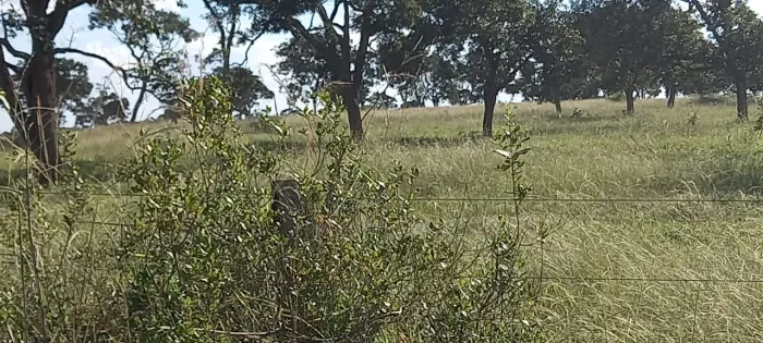 Fazenda município de campo florido