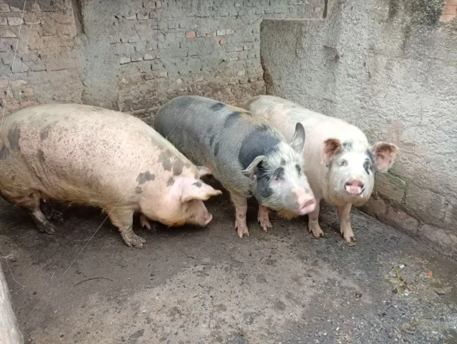 Vendo Porcos grandes 