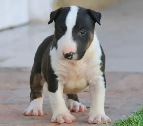 Bull Terrier - Filhotinho machinho com 55 dias, venha nos visitar e apaixone-se -Dani