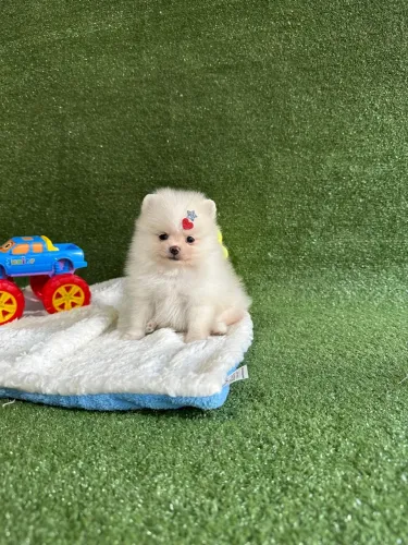 Fofura de Pomeranian! Adquira já!