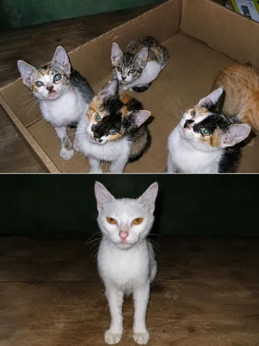 Gatas filhotes e gata adulta para doação 