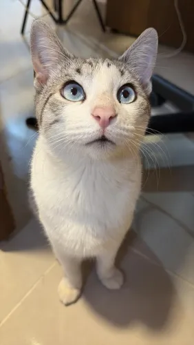 Gatos Filhotes doação 