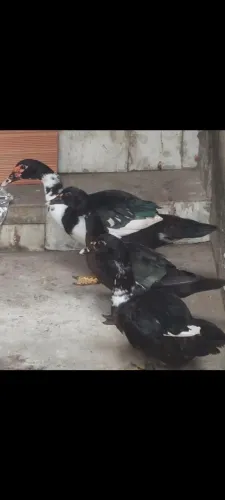 Patos 