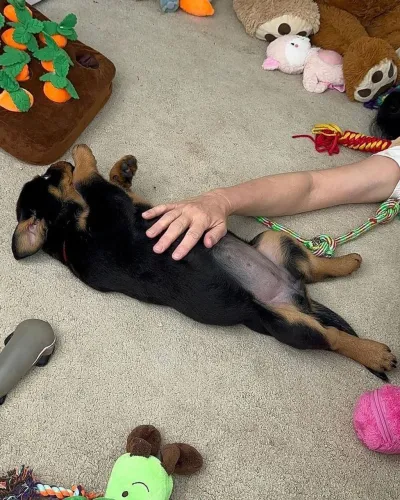 Rottweiler Um filhote preparado para um grande lar