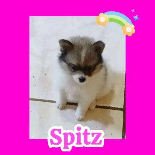 Spitz Lulu da Pomerânia lindíssima 