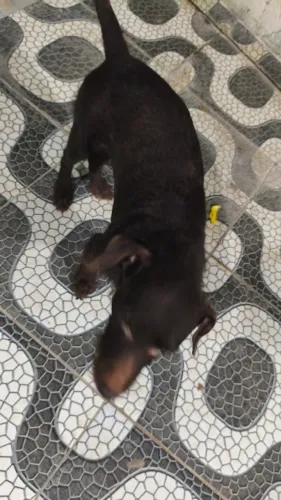 ? Doação Responsável de Cachorro