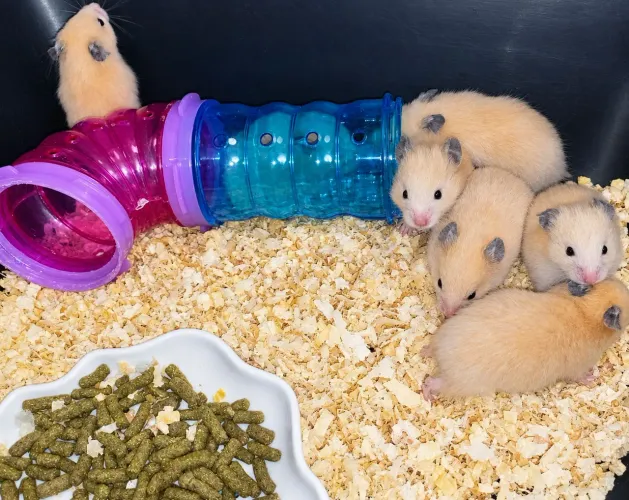 Vendo filhote de Hamster Sírio