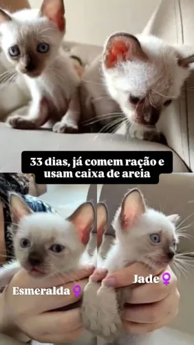 Adoção responsável 