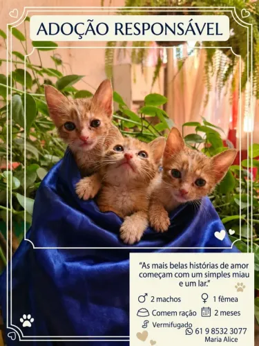 Canção dos gatinhos com 2 meses