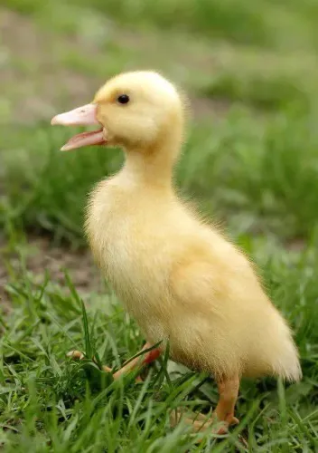 Patinho