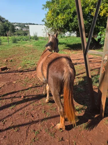 Vendo potra com 1ano