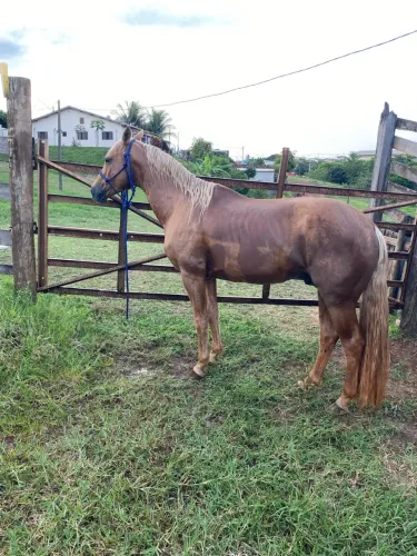 Cavalo