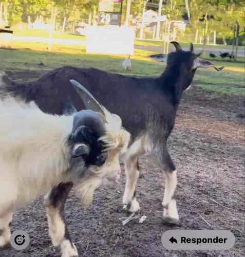 Mini Cabra Prenha à Venda - Lívia