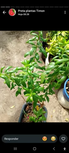 Vendo plantas 