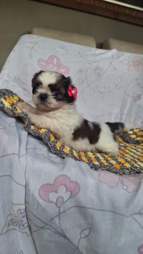 Shih Tzu fêmea tricolor