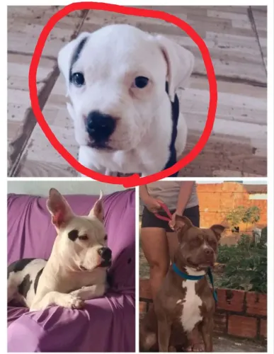 Filhote de Pit Bull mostre com American Bully
