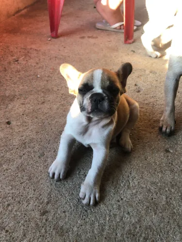 Buldogue francês macho 2000 aceito proposta