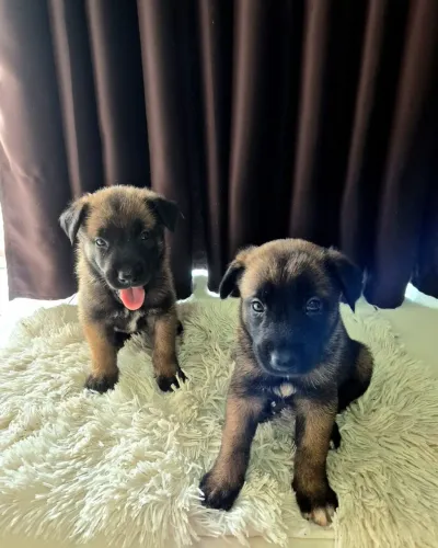 Filhotes de cão Belga Malinois puro.