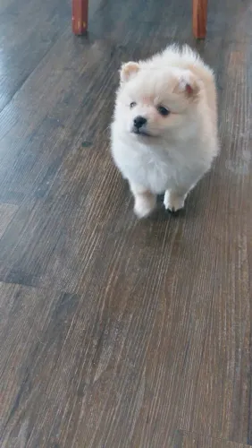 Spitz alemão