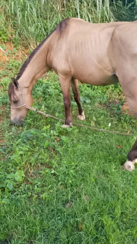 Cavalo bom de picado 
