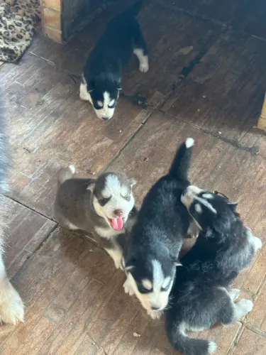 Husky Siberiano 