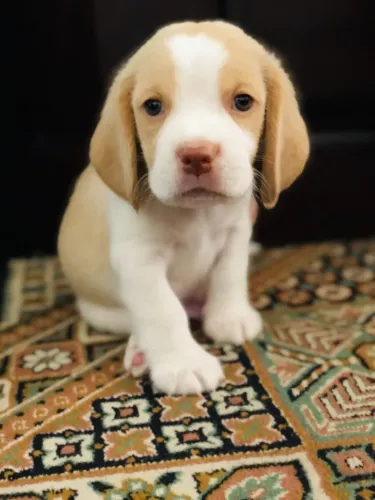Filhote de Beagle Que Espalha Alegria Todos os Dias