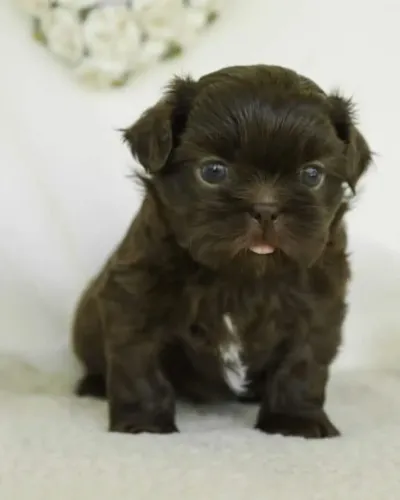 Filhotes de Shih Tzu | Sua felicidade peluda!