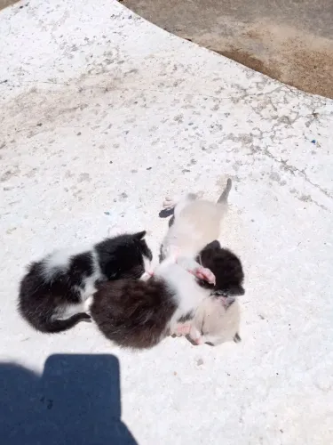 Doa se gatinhos