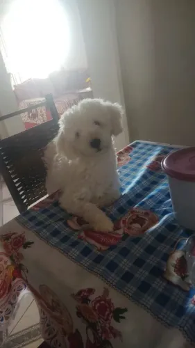 Cachorro pudlle