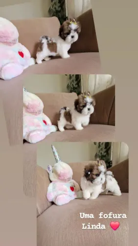Feminha shih tzu mini