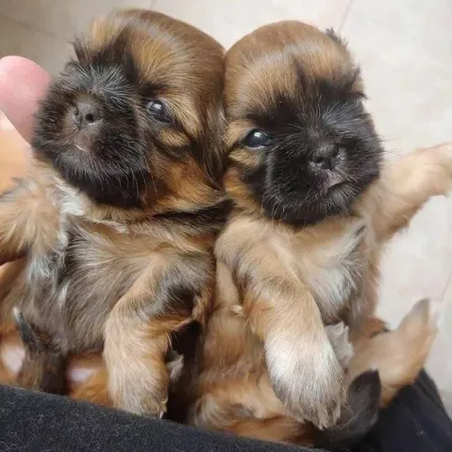 Filhotes de Shih tzu | Amor que chega correndo!