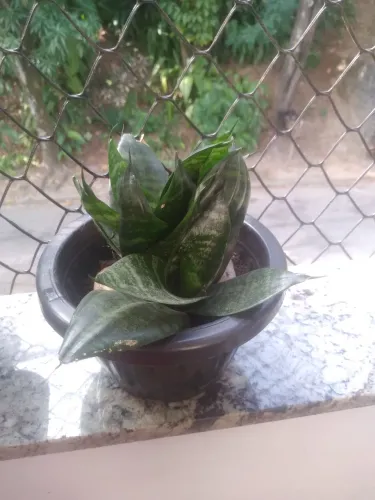 Plantas