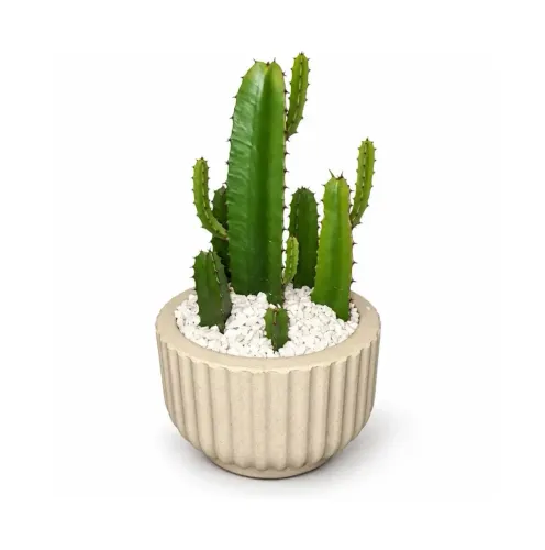 Muda De Cacto-candelabro (euphorbia Trigona) - 10 a 15 Cm