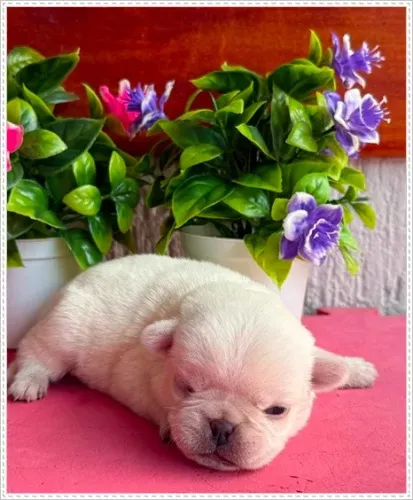 Pug Abricó Branco e Preto, Macho e Fêmea. Com Pedigree. Fêmea preta a pronta entrega.
