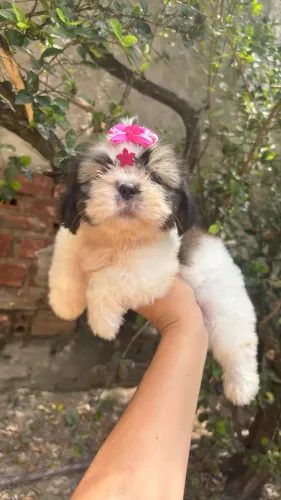 Shihtzu fêmea e macho 