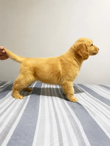 Golden retriever disponíveis